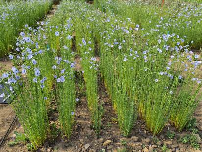 Click for 6 image(s) for this accession.